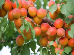 适应性强，极丰产，稳产的串枝红杏