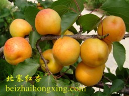 北寨红杏屡获殊荣:第一名杏、绿色食品、有机食品