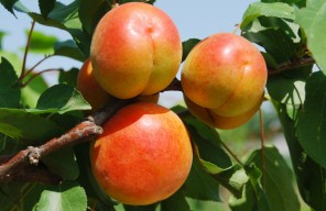 红丰杏是国内极早熟杏最新品种