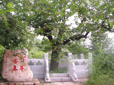 树龄已达120年的百年红杏王