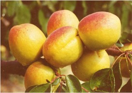 凯特杏1991年从美国加州引入我国杏树品种