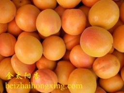 引进的早熟甜杏品种金太阳杏