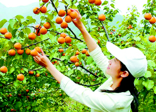 中国红杏第一乡北寨举办北寨红杏采摘节