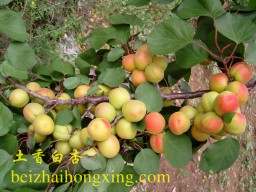 北寨村所种植的杏－－土香白杏