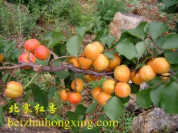 北寨红杏的杏仁是甜仁，清香甜脆
