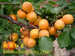 杏列为五果（杏、枣、李、栗、桃）之一
