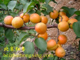 北京第一名杏——北寨红杏