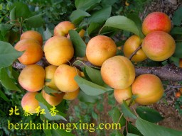 硕果成团的北寨红杏
