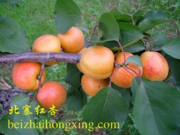 最佳水果北寨红杏