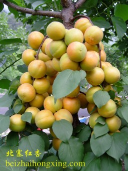 北寨红杏被北京市果品鉴定协会确定为名、特、优农产品
