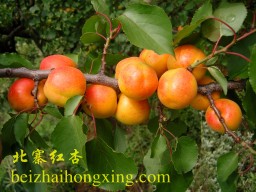 北寨红杏是最好吃的杏