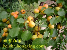 快成熟的北寨红杏挂满枝头