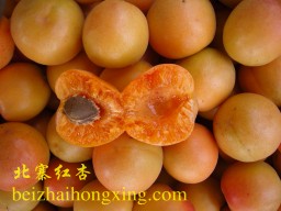 北寨红杏的品评方法