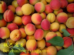 铁巴达杏品种来源