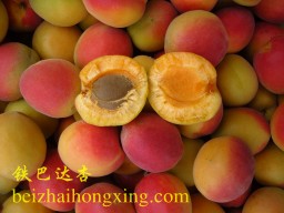 铁巴达杏原产于北京市怀柔区和昌平区