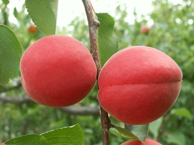 晚红杏果实成熟极晚杏树品种