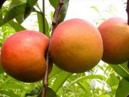 亚美尼亚杏从亚美尼亚引进的杏树品种